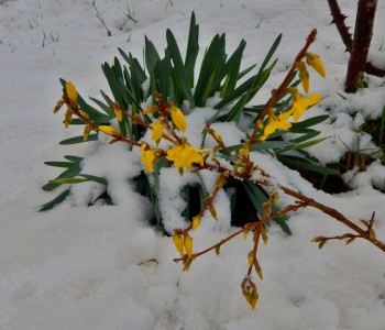 FOTO: Proljetni snijeg zabijelio Ramu