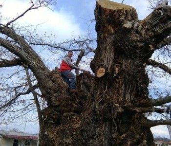 Ima 900 godina! Spašeno najstarije stablo pitomog kestena u Hrvatskoj