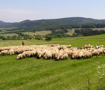 Polovica poljoprivrednog zemljišta u BiH nije iskorištena