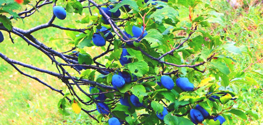 NAJAVA PREDAVANJA: “Suvremeni uzgoj šljive i obnavljanje postojećih voćnjaka s naglaskom na šljivu”