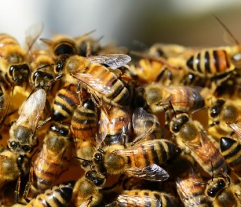IAKO NE IZGLEDA VAŽNA VIJEST EU nije uspio zaštititi pčele i leptire, ugroženo 74% proizvodnja hrane u Europi