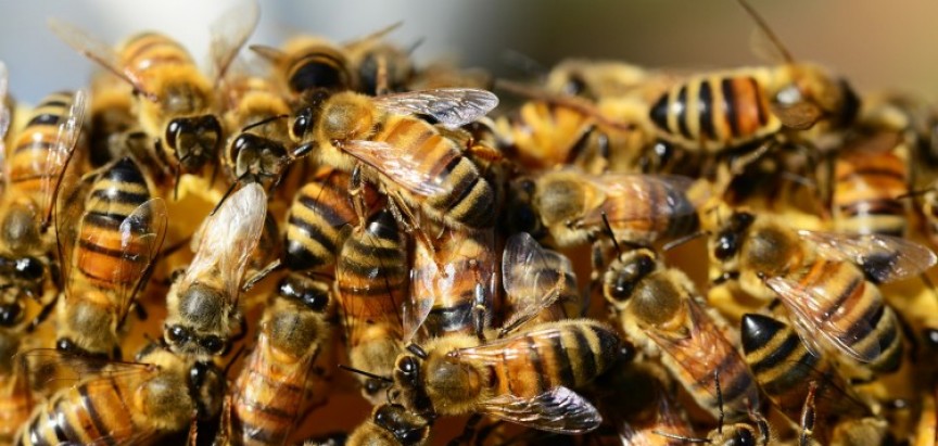 IAKO NE IZGLEDA VAŽNA VIJEST EU nije uspio zaštititi pčele i leptire, ugroženo 74% proizvodnja hrane u Europi