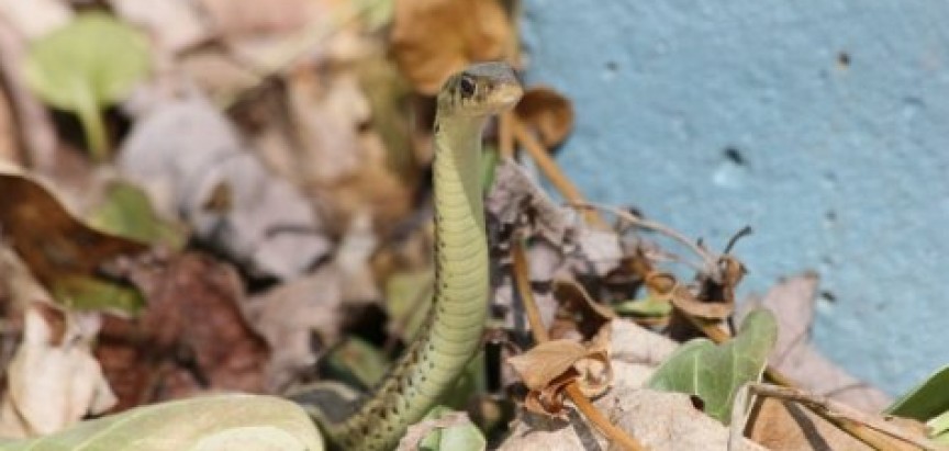 Od ugriza zmije svaki dan u svijetu umre oko 200 osoba