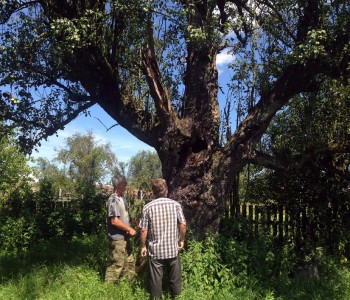 Rekorderka: ‘Imamo stablo kruške starije od 400 godina’
