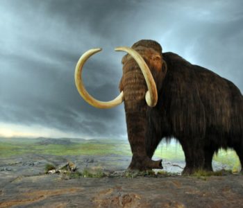 U Beču pronađeni ostaci mamuta