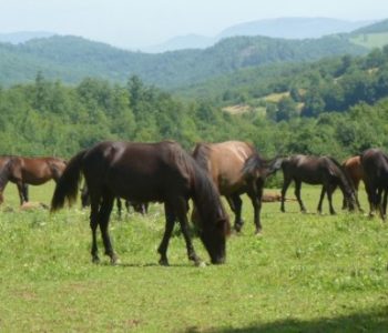 Bosanski brdski konj: S prijeratnih 20 tisuća grla na sadašnjih 140
