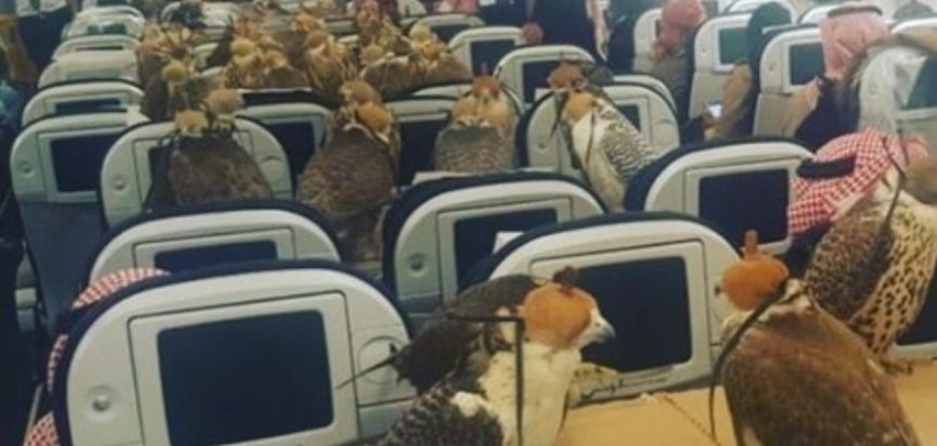 Saudijski princ kupio avionske karte za svojih 80 sokolova