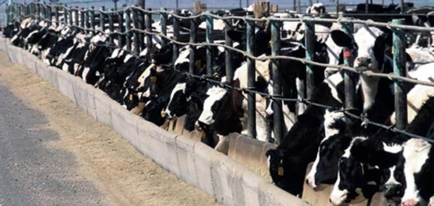 Gradi se najsuvremenija farma u Hercegovini, na kojoj će roboti musti krave