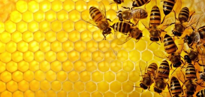 NAJAVA: Stručno predavanje za pčelare