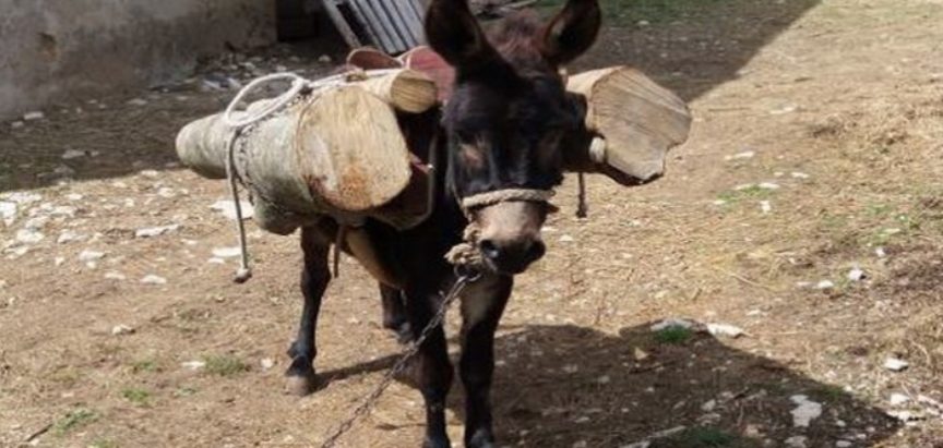 Dresirani “magarac lopov” krade drva na području Tomislavgrada
