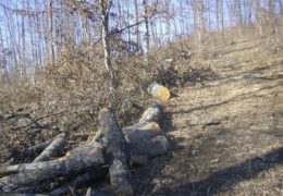 MJEŠTANI JAVLJAJU Traje sječa šume  u Osojnici kod Proslapa