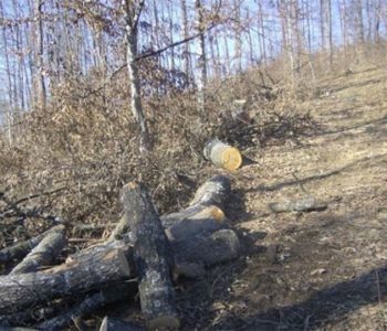 Općina Prozor-Rama neće dozvoliti prodaju i uništavanje šume na području Rame