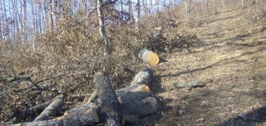 MJEŠTANI JAVLJAJU: Traje sječa šume  u Osojnici kod Proslapa