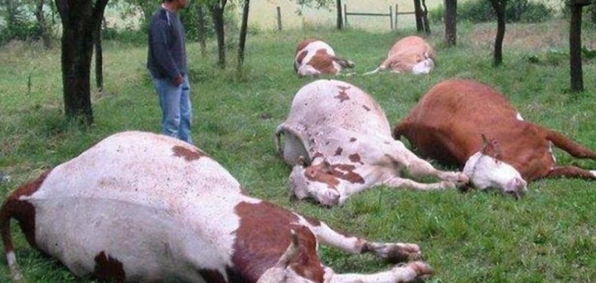 Grom u Proslapu ubio devet krava