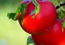 Ljetni radovi u nasadima jabuke – na što posebno obratiti pažnju