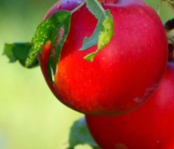 Ljetni radovi u nasadima jabuke – na što posebno obratiti pažnju