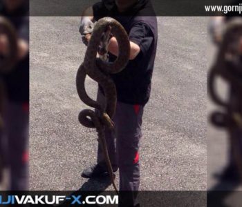 Gornji Vakuf-Uskoplje: Pronašli i ubili zmiju dugu tri metra