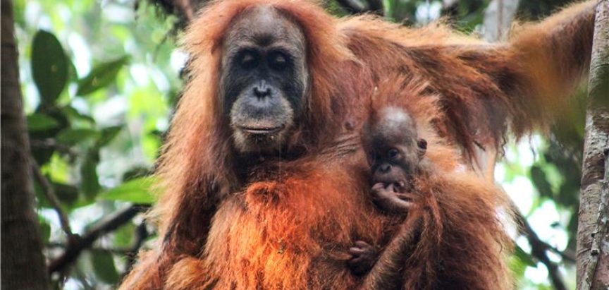 Na Sumatri otkrivena nova vrsta orangutana