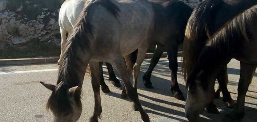 Divlji konji na putu Šujica – Livno