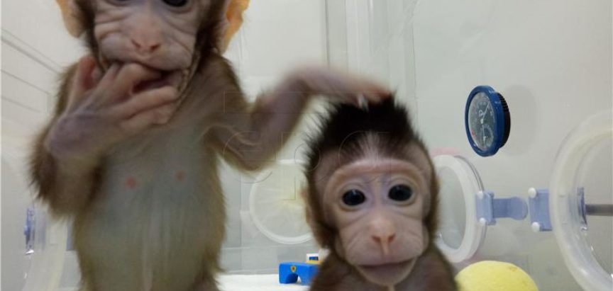 Kineski znanstvenici klonirali majmune i otvorili put kloniranju ljudi