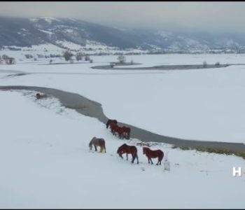 Bajka u bijelom: Pogledajte snimku divljih livanjskih konja iz zraka