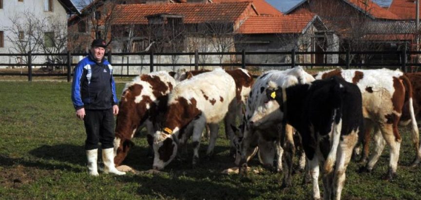 Farmer koji se vratio iz Australije dnevno prodaje i do 450 litara mlijeka