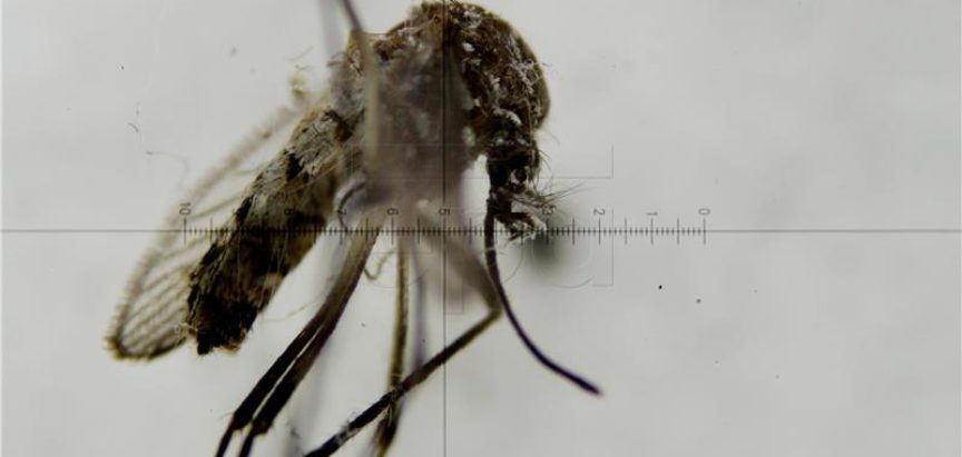 Znanstvenici tvrde kako komarci pamte kad ih pokušamo otjerati