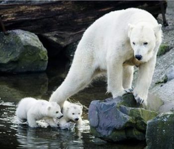 S otapanjem arktičkih ledenjaka otapa se i težina polarnih medvjeda