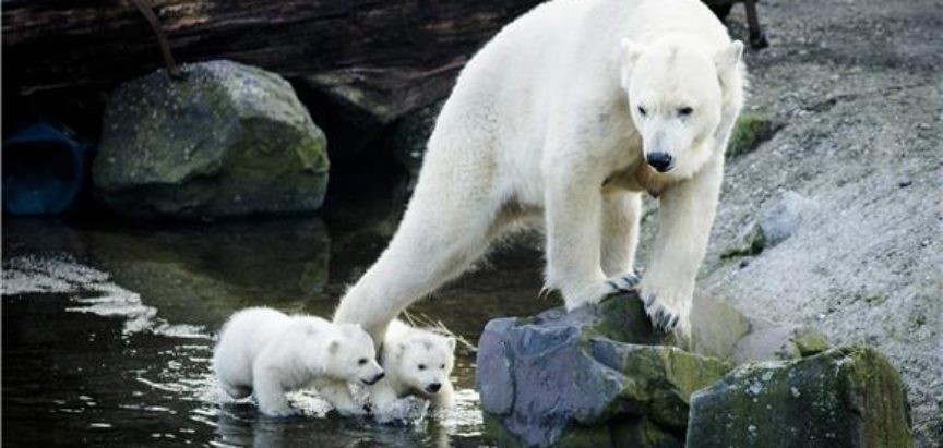 S otapanjem arktičkih ledenjaka otapa se i težina polarnih medvjeda