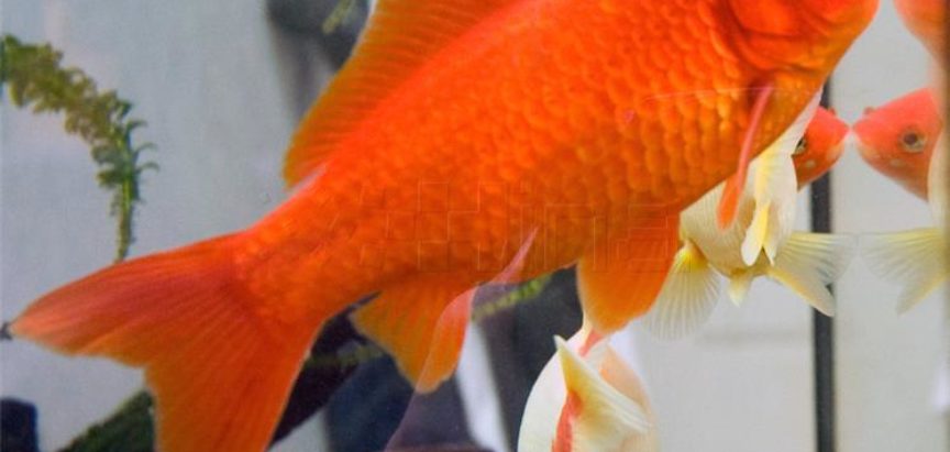 Zlatna ribica može bez hrane nekoliko dana