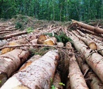 U HNŽ-u se godišnje posiječe više od 10 milijuna KM šume – gdje idu novci?