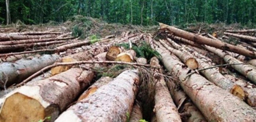 Poginuo radnik iz BiH u Austriji nakon što je na njega palo stablo