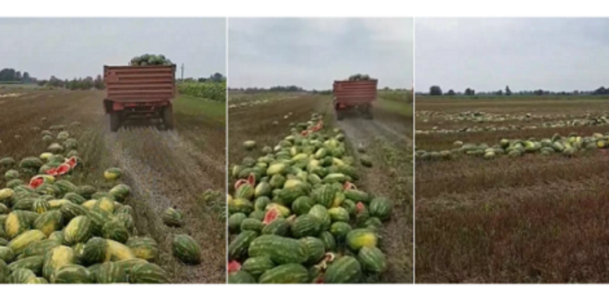 MOJA DOMOVINA Mladić bacio 25 tona lubenice jer ju u svojoj domovini ne može prodati – Gdje pronaći volju za ostanak?