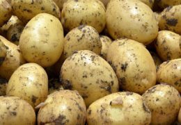 Hrvatska je vratila krumpir iz Mostara pun kadmija