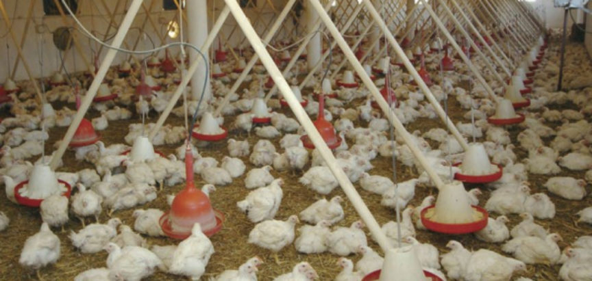 BiH ide na listu zemalja kojima je dozvoljen izvoz piletine u EU
