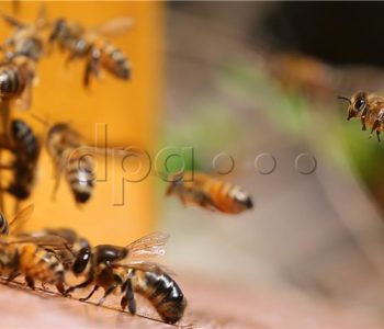 Francuska zabranila pesticide koji ubijaju pčele