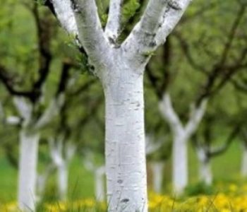 Jesenje krečenje stabala voća – svrha radnje te pravilna priprema i nanošenje smjese
