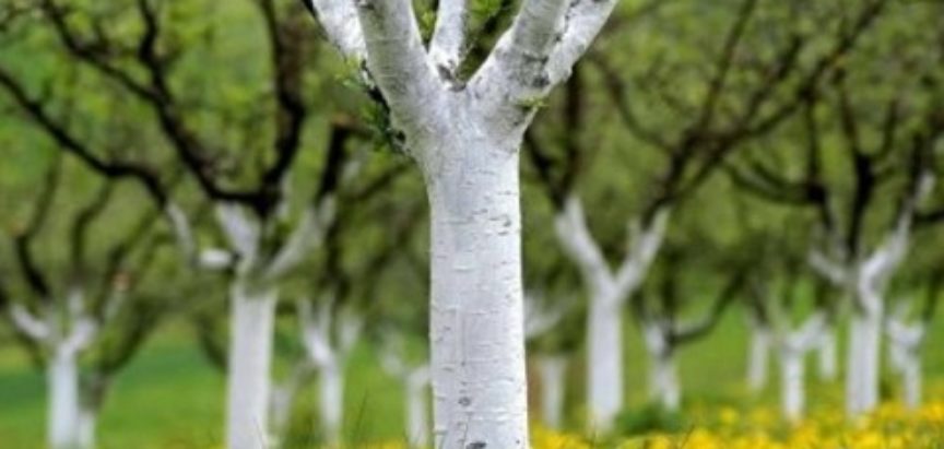 Jesenje krečenje stabala voća – svrha radnje te pravilna priprema i nanošenje smjese