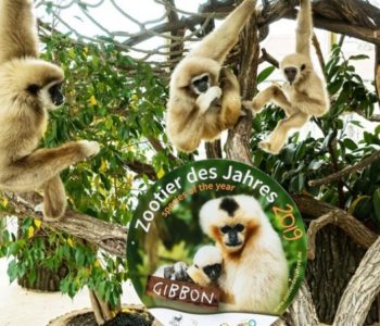 Raspjevani majmuni u zoološkom vrtu