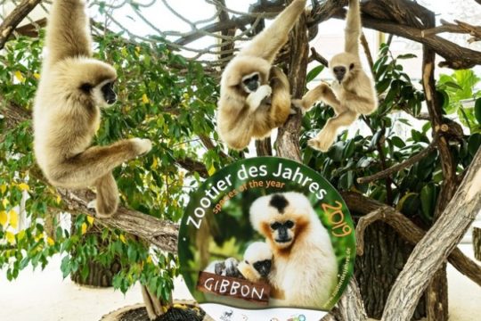 Raspjevani majmuni u zoološkom vrtu Raspjevani majmuni u zoološkom vrtu