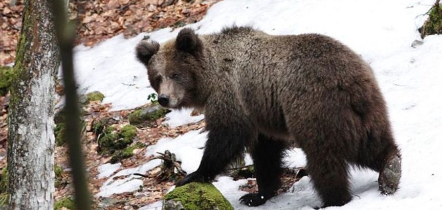 Upozorenje: Uočene medvjeđe stope u sred sela