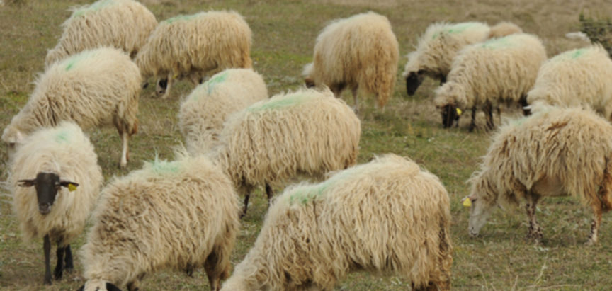 Ovce na farmama čuvaju dronovi koji laju
