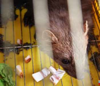 Foto/video: Na Gračacu umjesto lisice u kavezu završila lasica