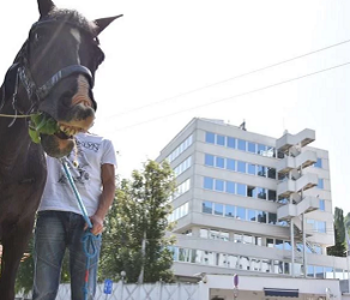 Konj pred OHR-om u Sarajevu