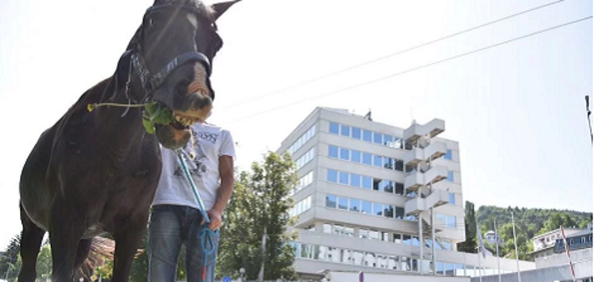 Konj pred OHR-om u Sarajevu