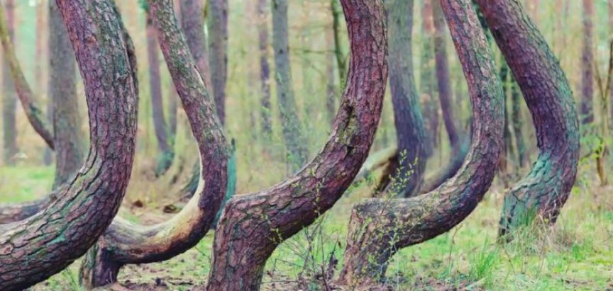 Misteriozno selo sa šumom iskrivljenih stabala koja rastu u obliku slova J