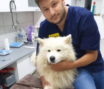 Obavijest: Veterinarska stanica Sema-vet d.o.o. Prozor-Rama provodi besplatnu sterilizaciju vaslničkih i napuštenih pasa