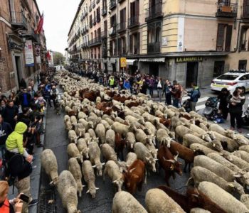 U Madridu ovce zamijenile automobile