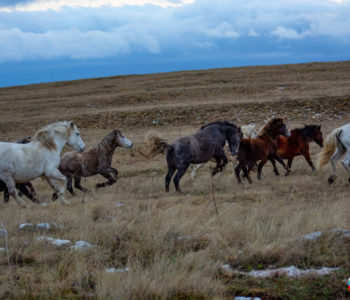 Foto/video – Divlja ljepota; Livanjski konji