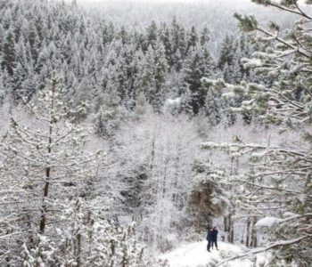Gruzija je mjesto gdje božićno drvo košta više od mjesečne plaće